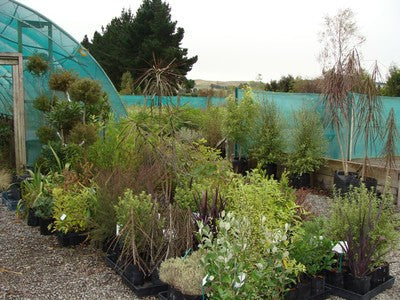 Native Trees & Shrubs