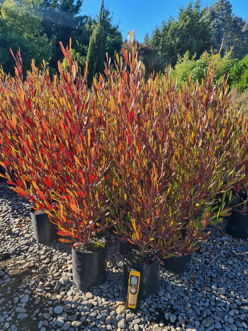 Large Grade PB8 Trees and Shrubs