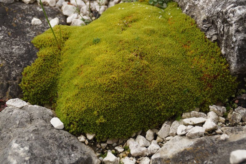 Scleranthus Uniflorus