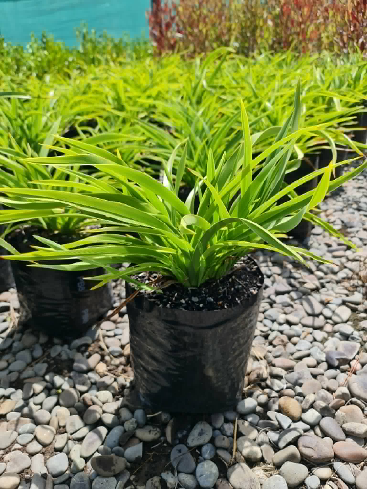 Phormium Emerald Gem and Dark delight