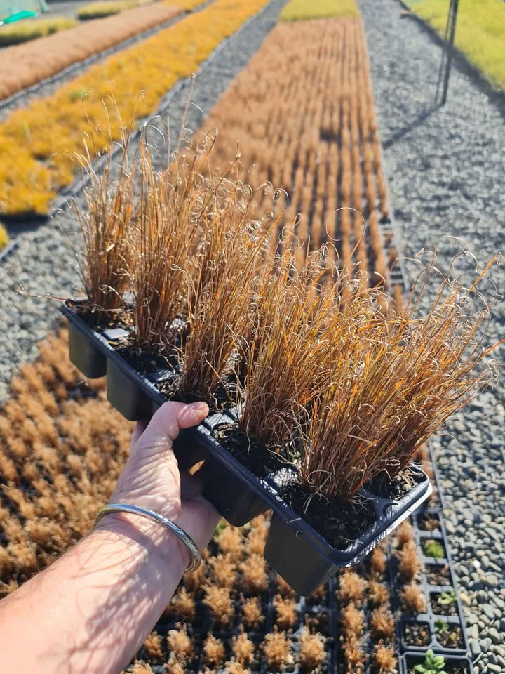 Carex Comans Red