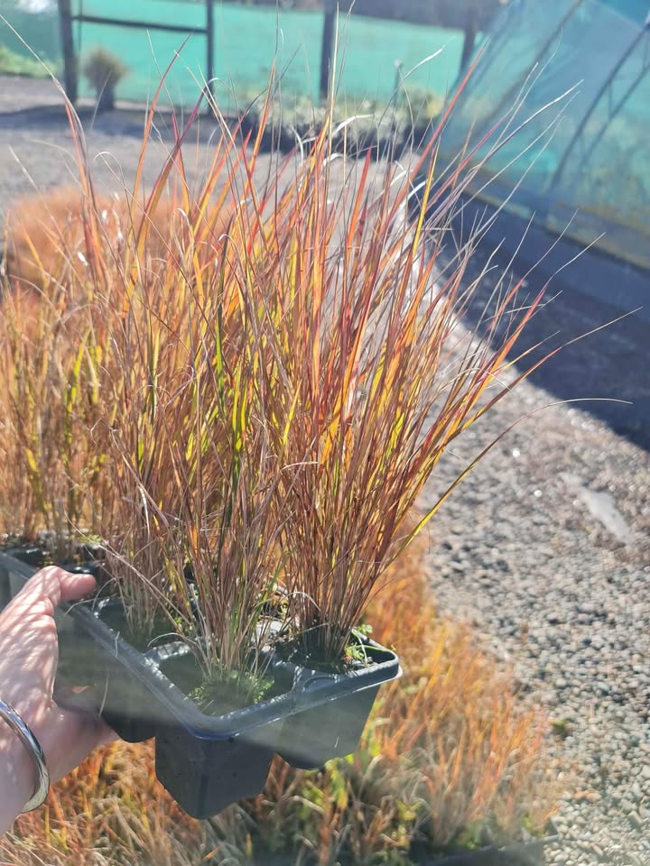 Anemanthele Lessoniana (Wind grass/Gossamer grass)