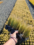 Carex Comans Green