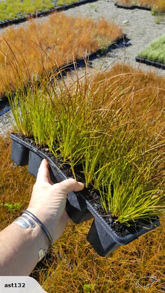Carex Testacea