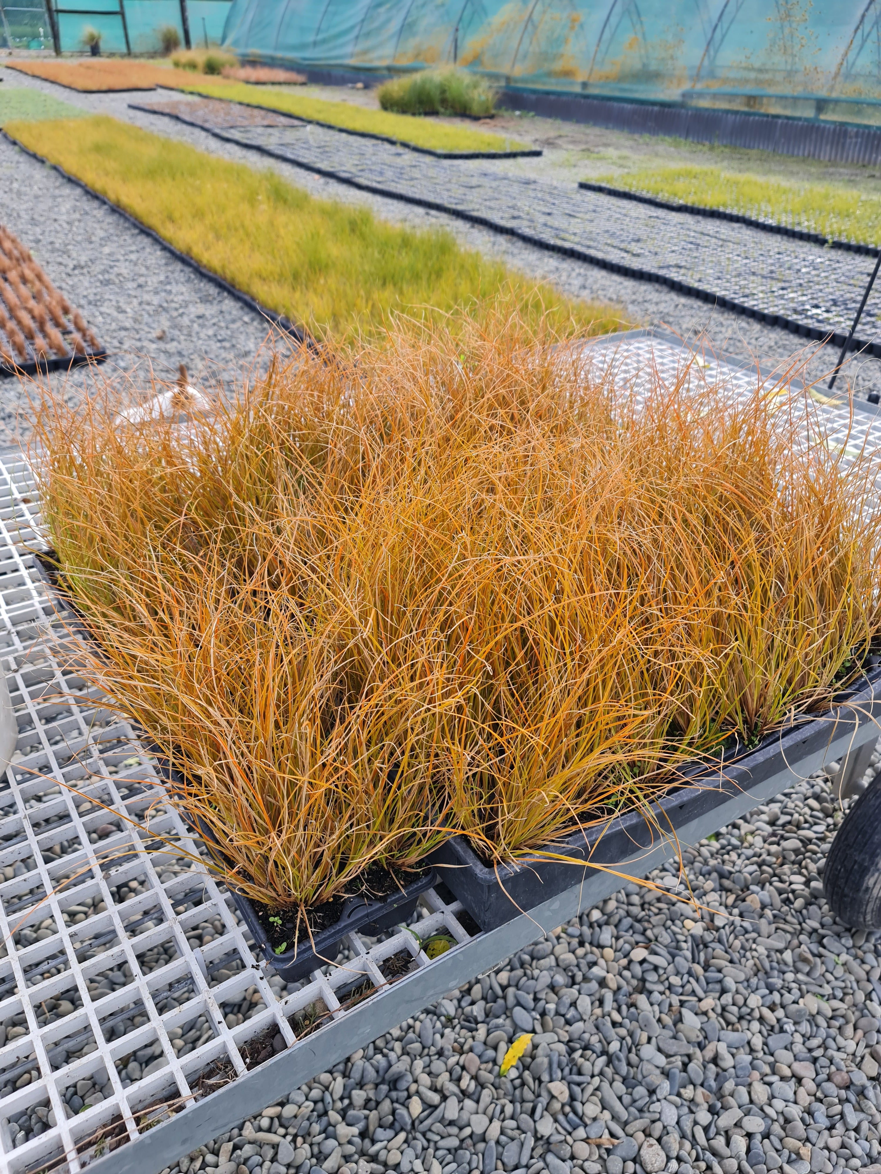 Carex Testacea