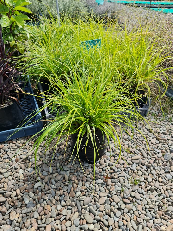 Large Grade PB8 Trees and Shrubs