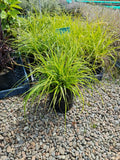 Large Grade PB8 Trees and Shrubs