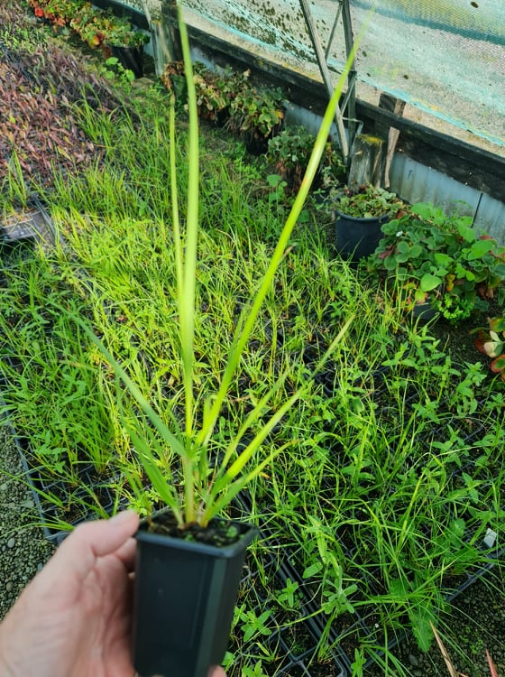 Chionochloa Flavicans (Dwarf Toe Toe)