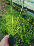 Chionochloa Flavicans (Dwarf Toe Toe)