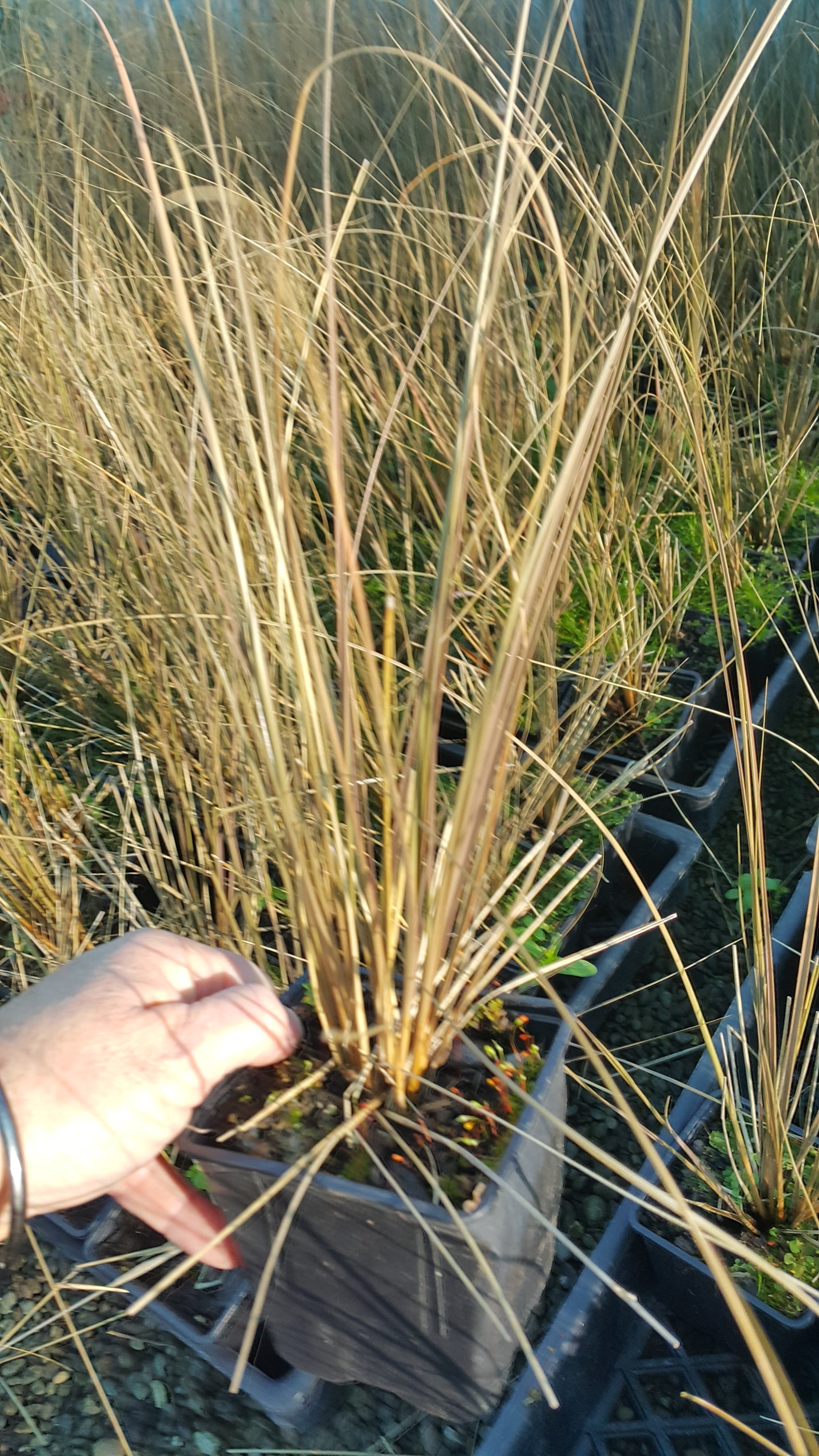 Chionochloa Rubra (Red Tussock)