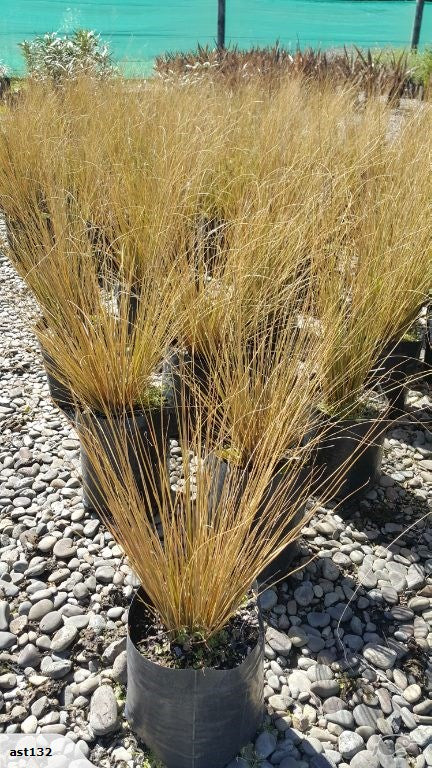 Large Grade PB8 Trees and Shrubs