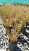 Large Grade PB8 Trees and Shrubs