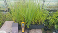 Cortaderia Richardii (South Island Toe Toe)