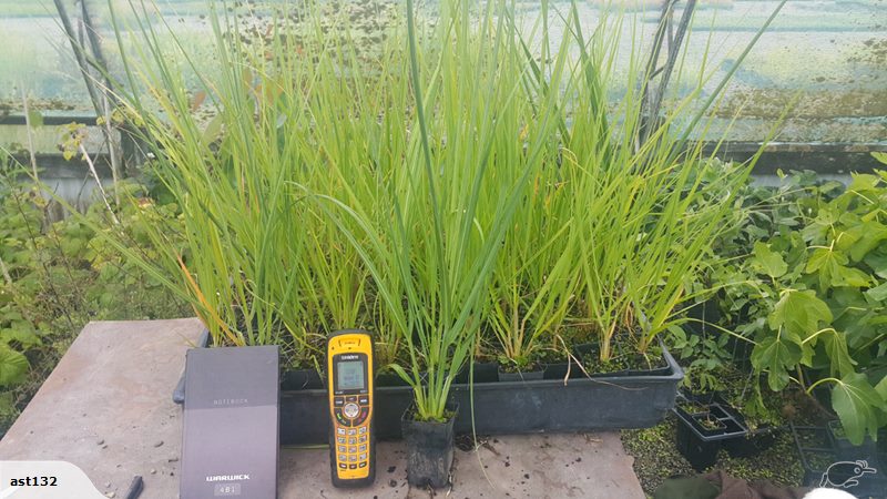 Cortaderia Richardii (South Island Toe Toe)