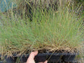 Festuca Coxii