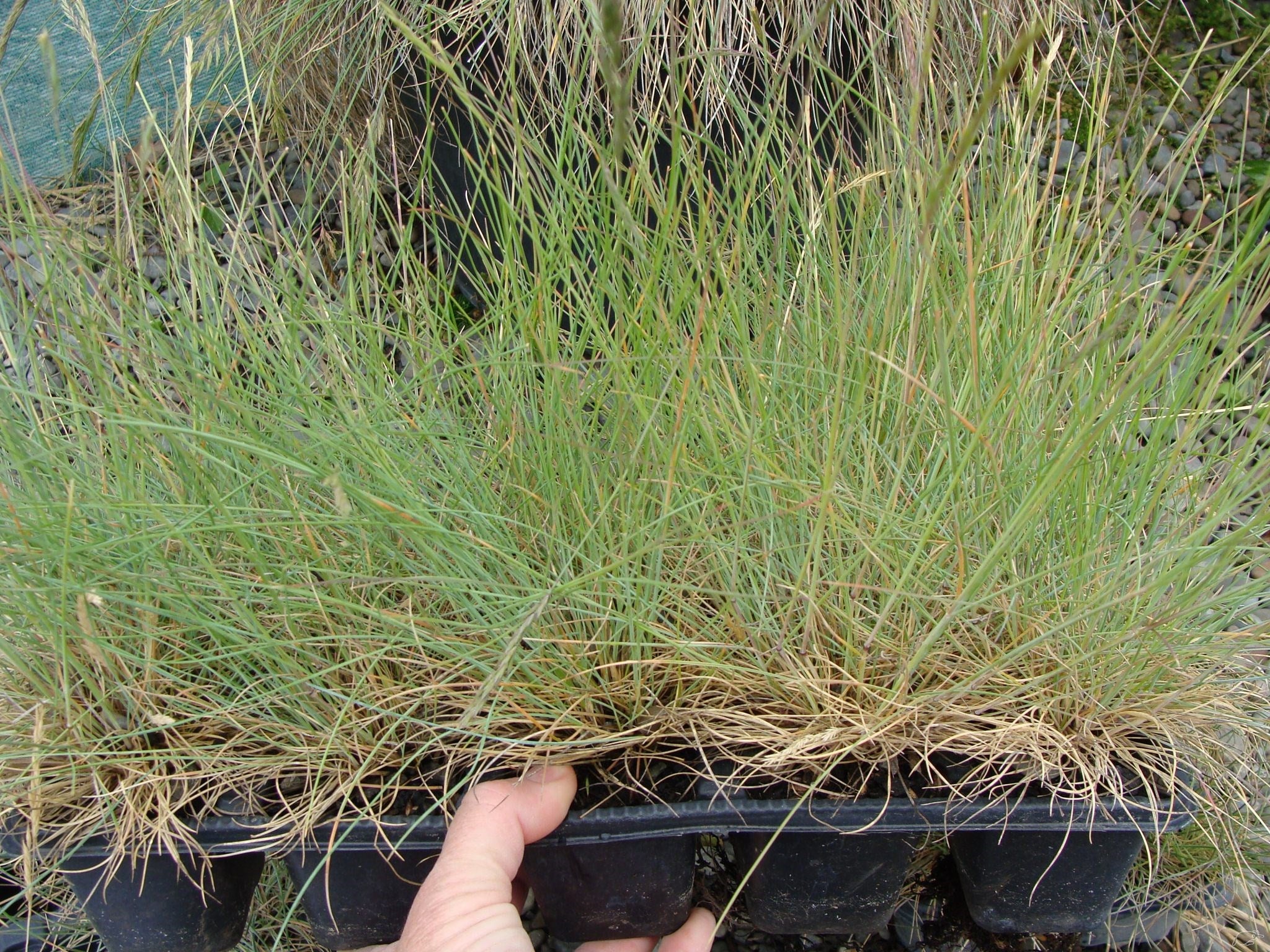 Festuca Coxii