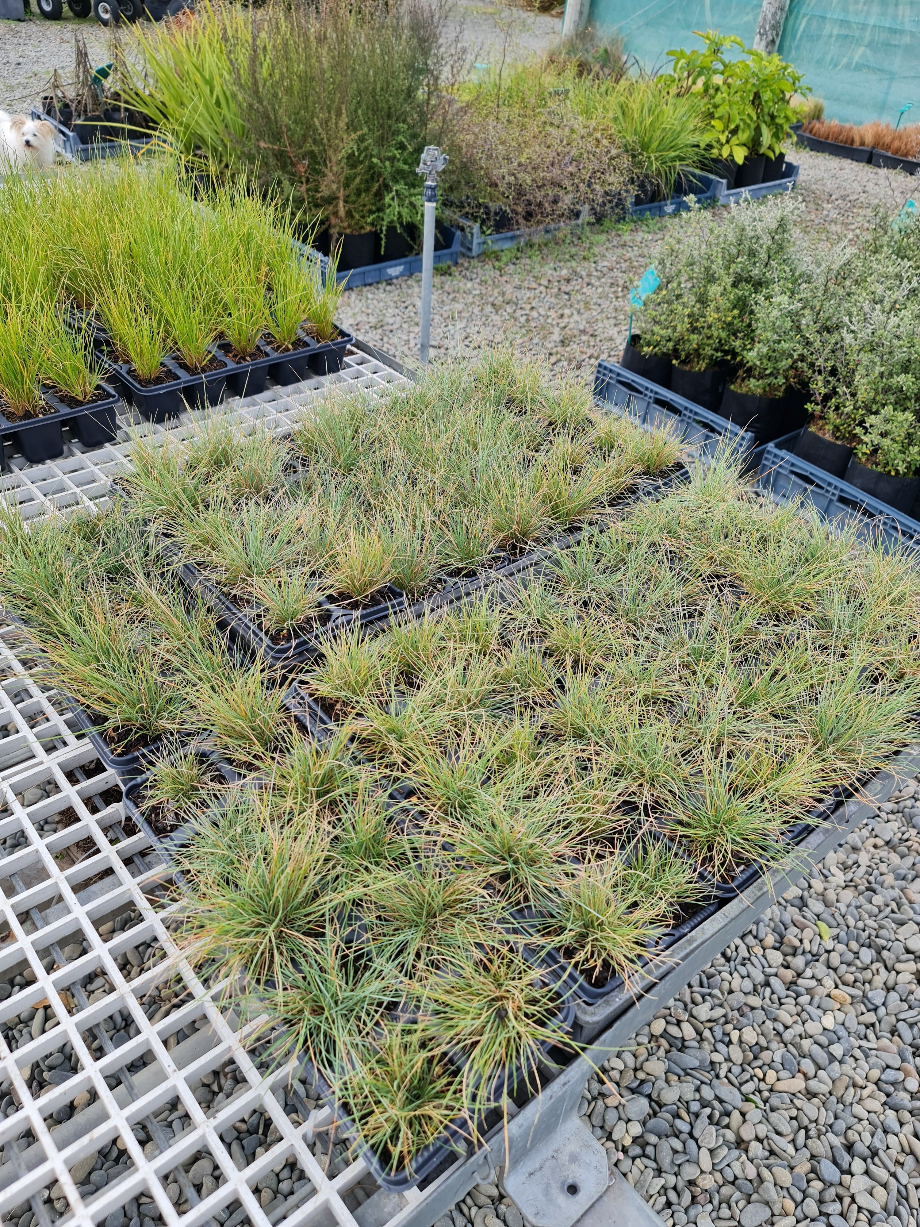 Festuca Coxii