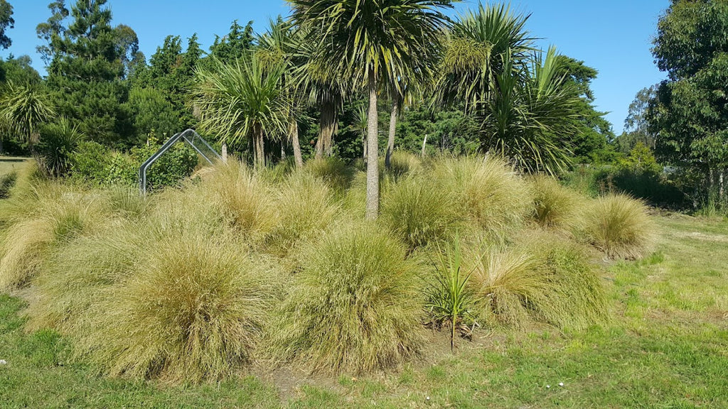 Poa Cita (Silver Tussock)
