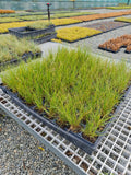 Poa Cita (Silver Tussock)