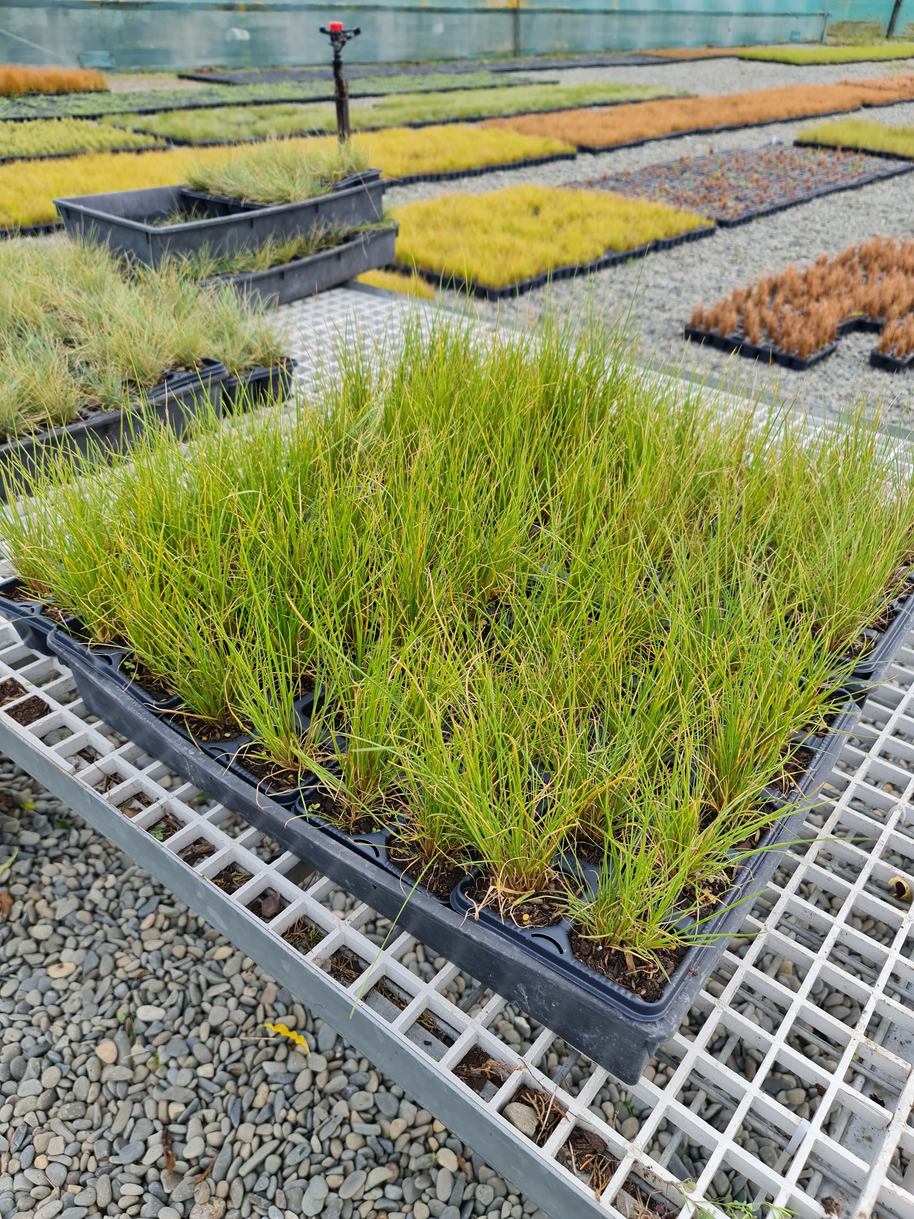 Poa Cita (Silver Tussock)