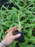Arthropodium Cirratum (Renga Renga Lily)