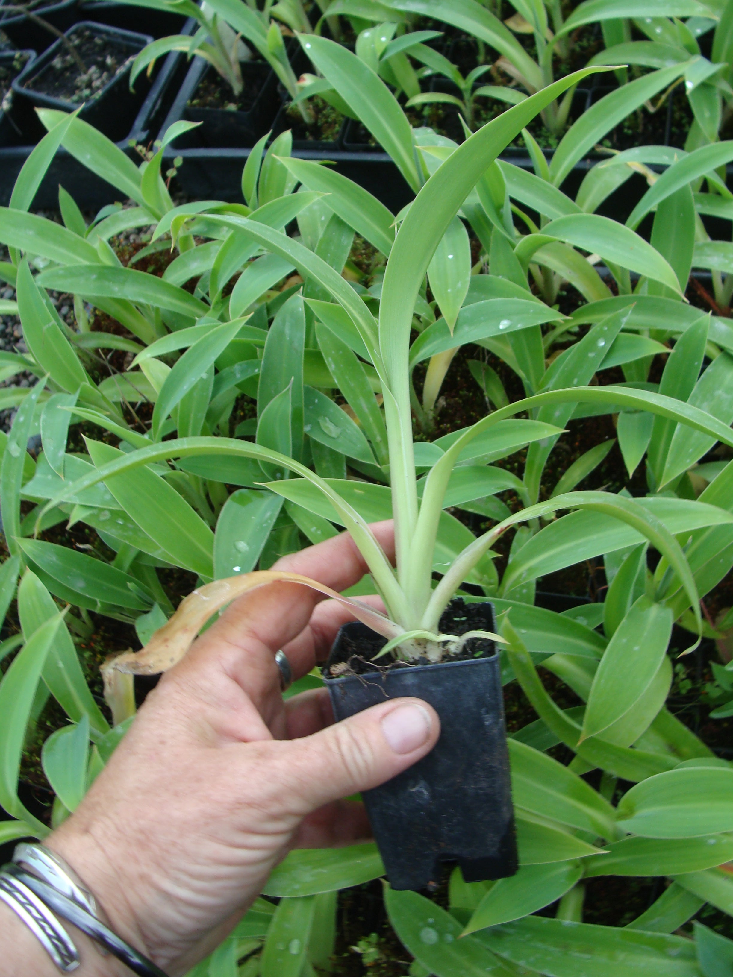 Arthropodium Cirratum (Renga Renga Lily)