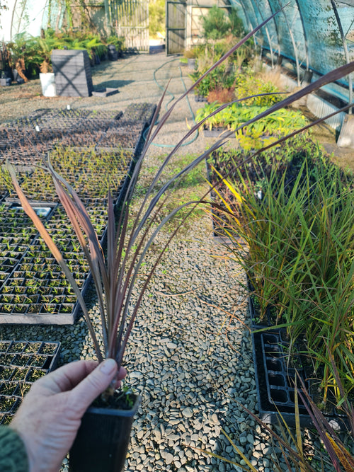 Cabbage Tree (Cordyline Australis, Ti Kouka)