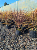 Large Grade PB8 Trees and Shrubs