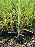 Cabbage Tree (Cordyline Australis, Ti Kouka)
