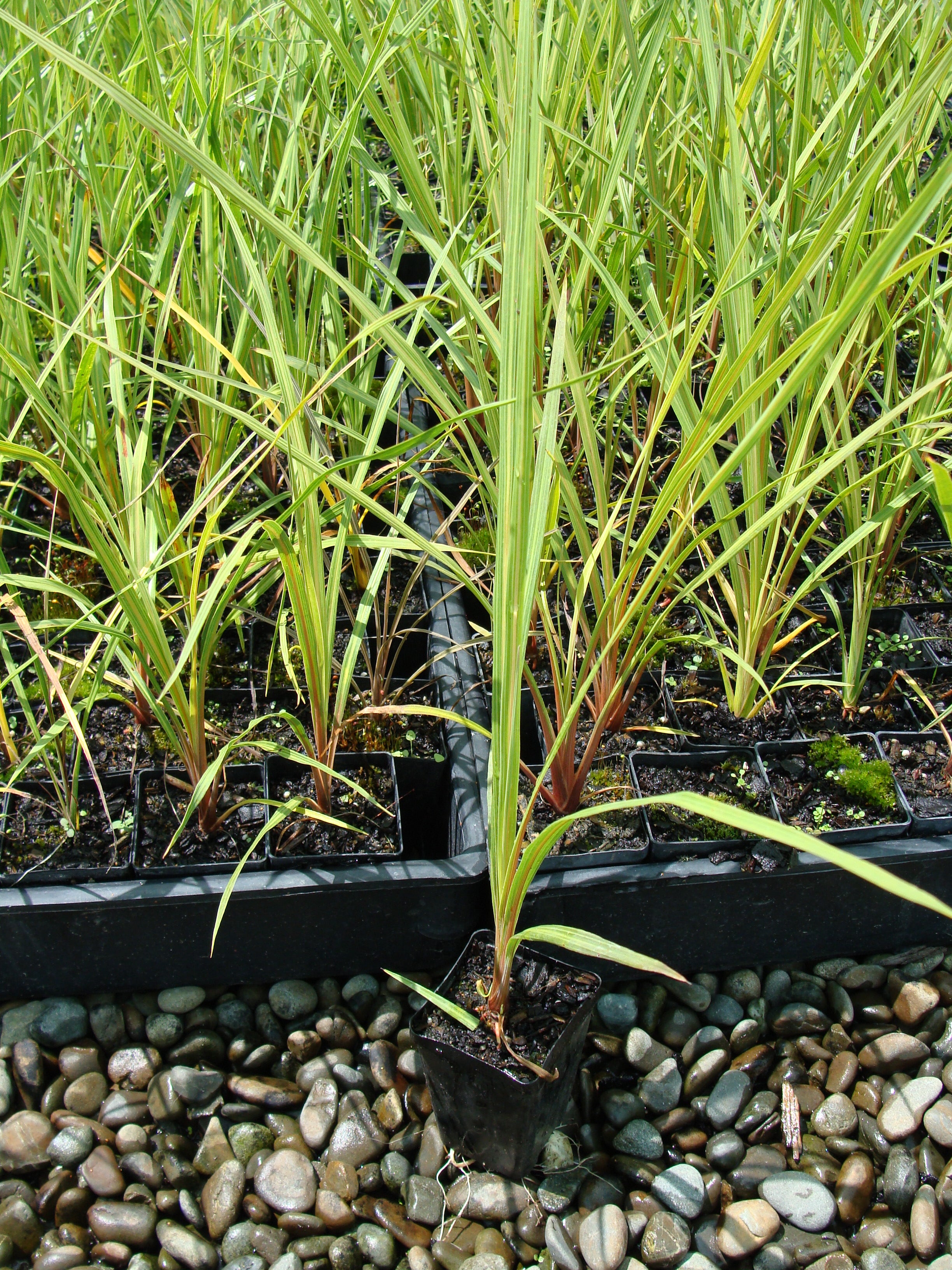 Cabbage Tree (Cordyline Australis, Ti Kouka)