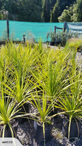 Large Grade PB8 Trees and Shrubs