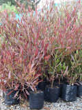 Large Grade PB8 Trees and Shrubs