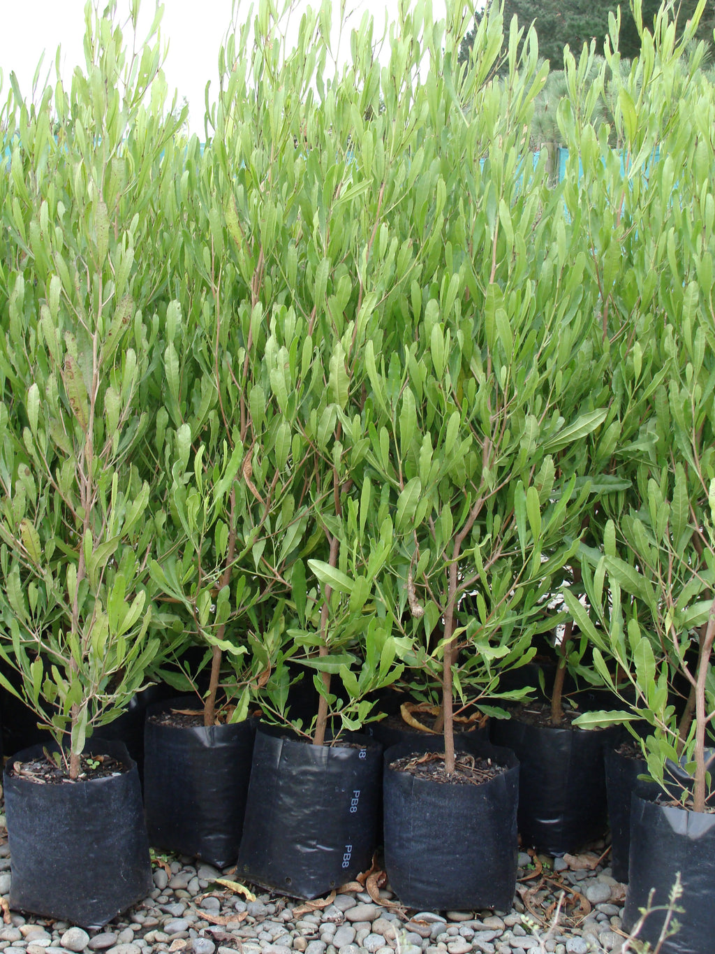 Large Grade PB8 Trees and Shrubs