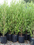 Large Grade PB8 Trees and Shrubs