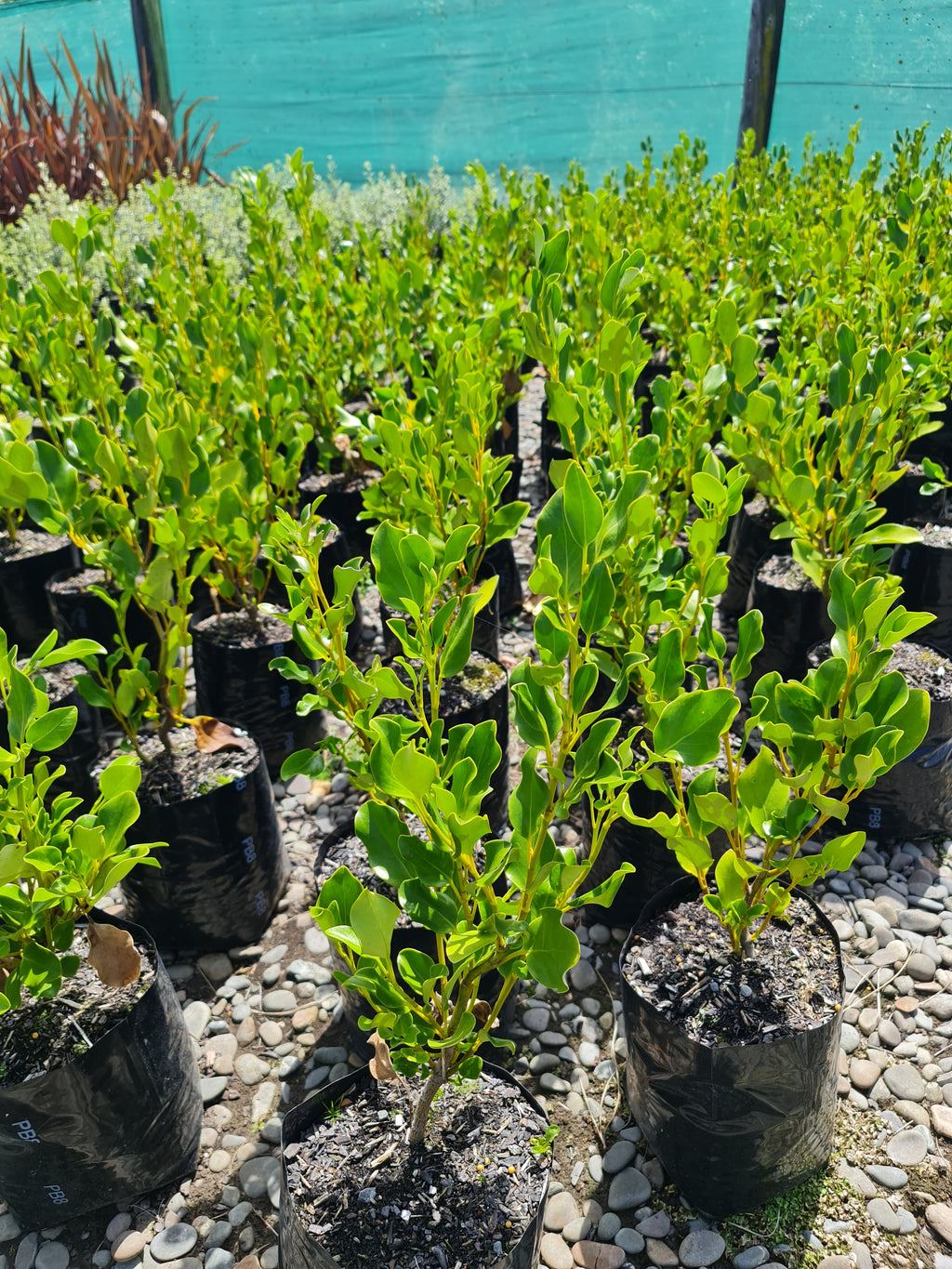Large Grade PB8 Trees and Shrubs