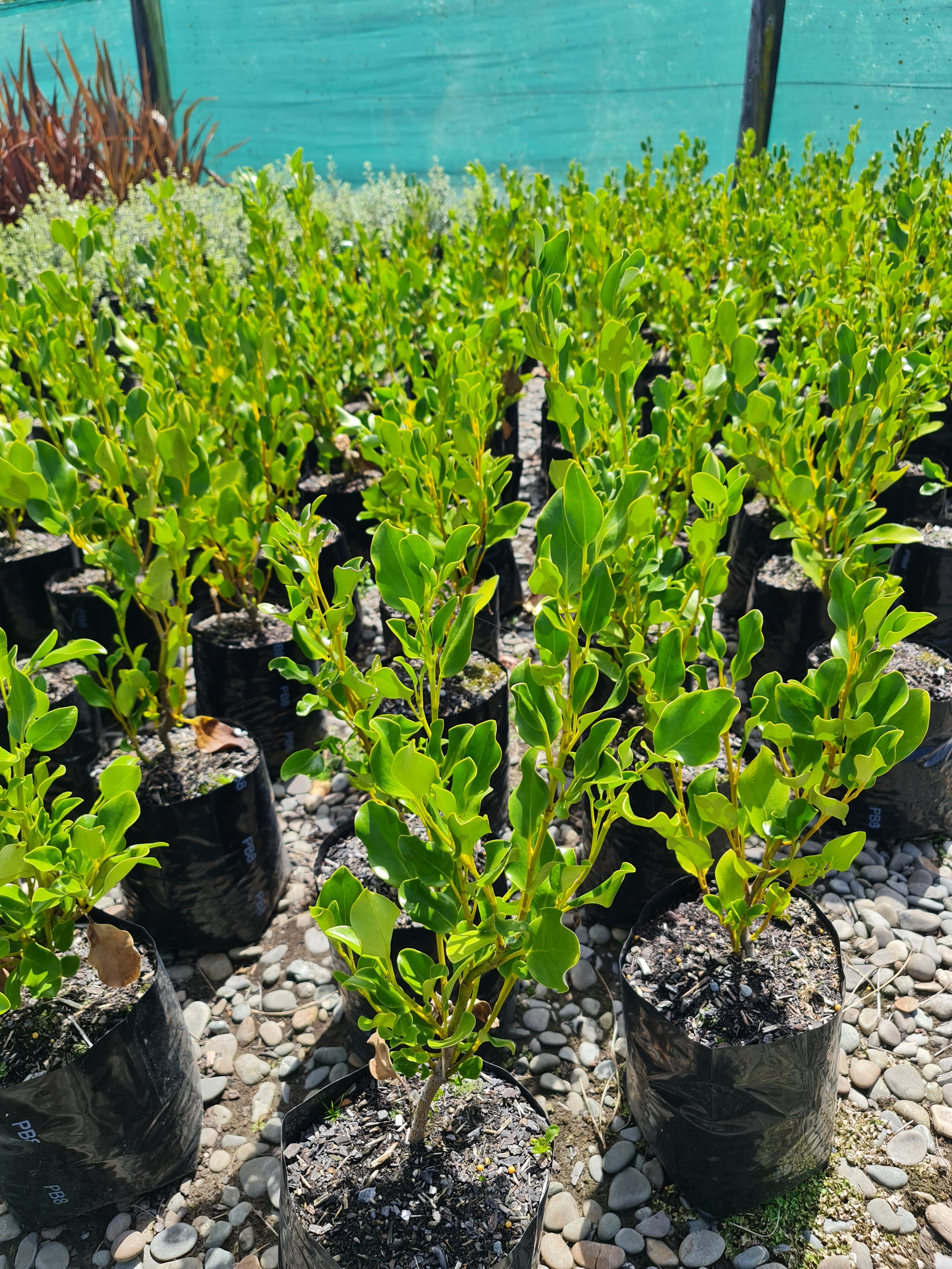 Large Grade PB8 Trees and Shrubs