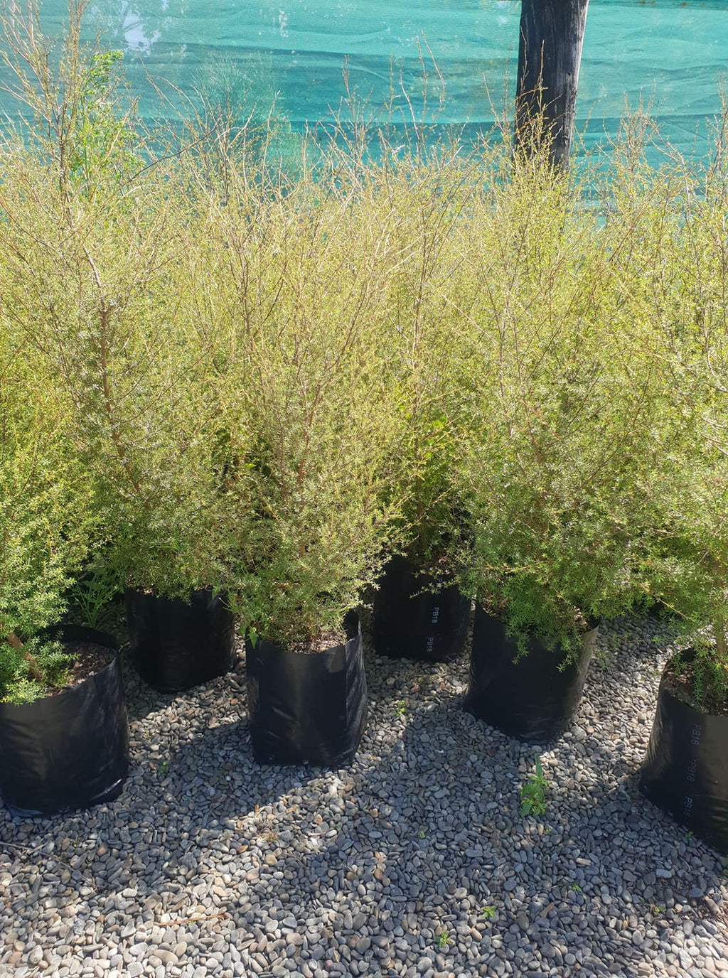 Large Grade PB8 Trees and Shrubs