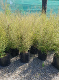 Large Grade PB8 Trees and Shrubs