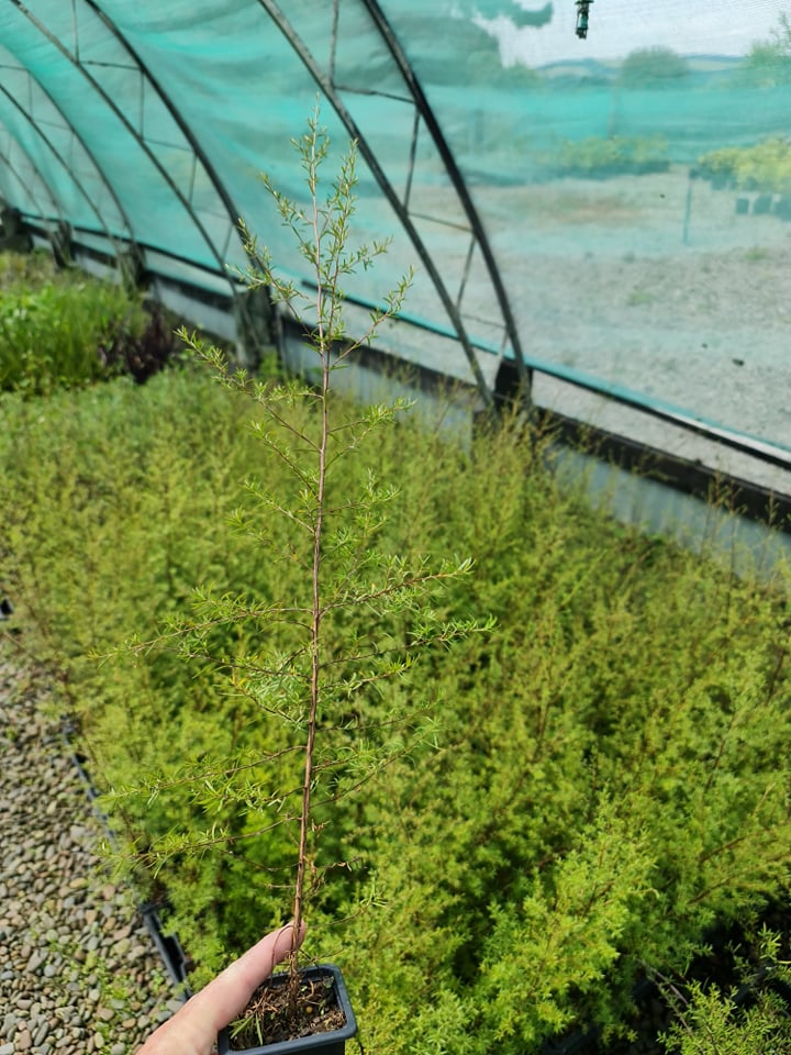 Kanuka (Kunzea Ericoides)