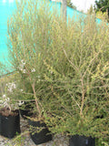 Large Grade PB8 Trees and Shrubs