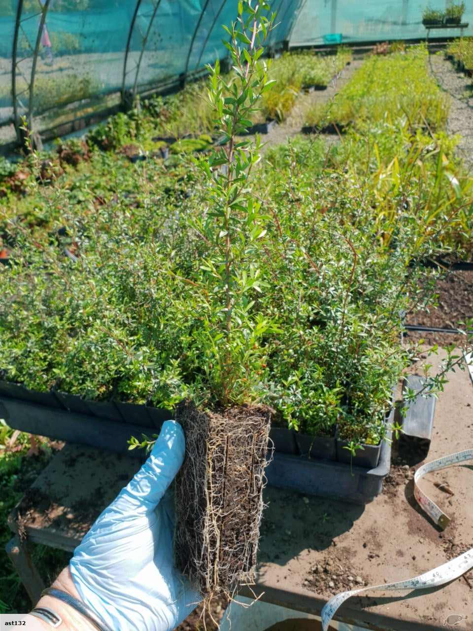 Manuka/Tea Tree (Leptospermum Scoparium)