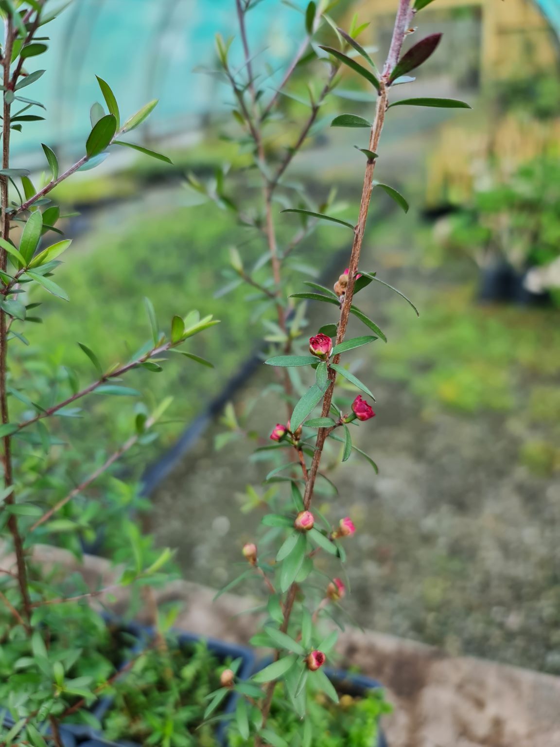Manuka/Tea Tree (Leptospermum Scoparium)