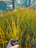 Libertia Peregrinans (Native Iris)