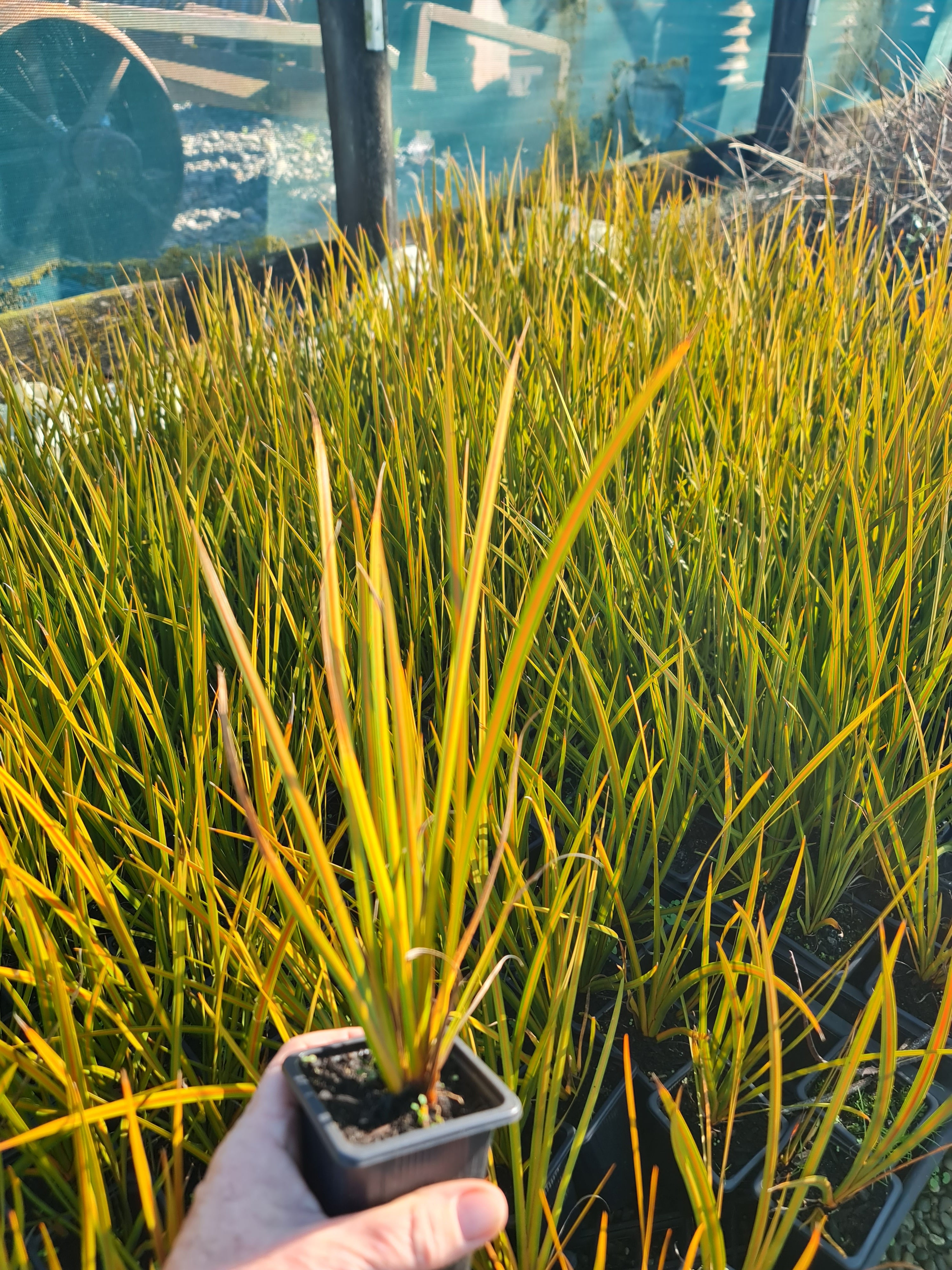 Libertia Peregrinans (Native Iris)