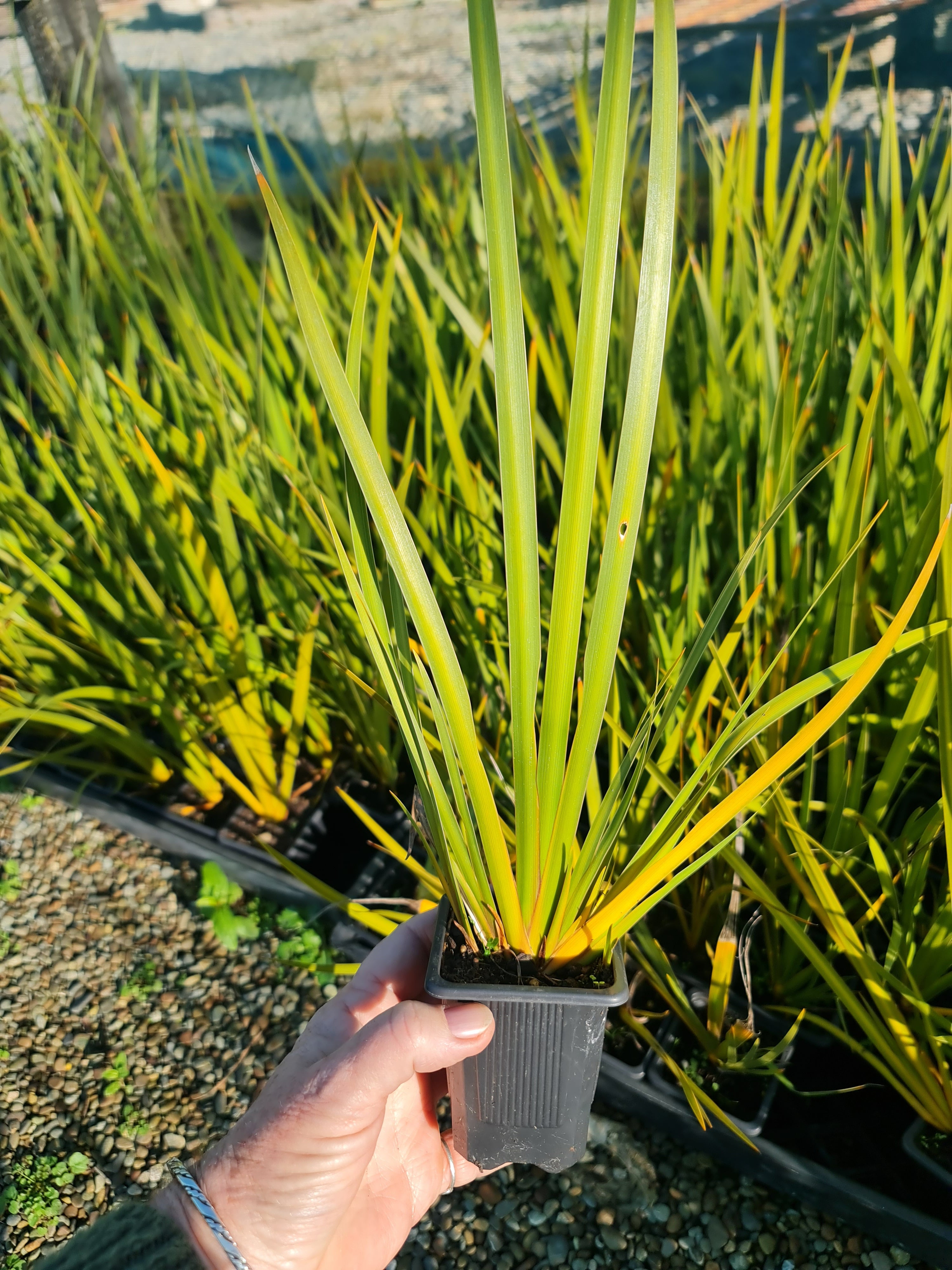 Libertia Peregrinans (Native Iris)