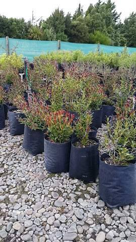 Large Grade PB8 Trees and Shrubs