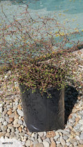 Large Grade PB8 Trees and Shrubs