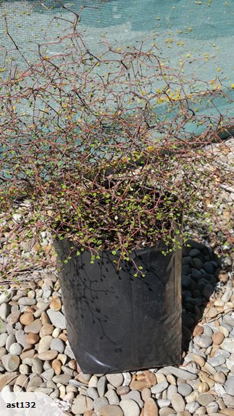 Large Grade PB8 Trees and Shrubs