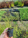 Muehlenbeckia Astonii (Wiggy Wig)