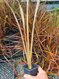 Phormium Cookianum (Mountain flax/ Wharariki)